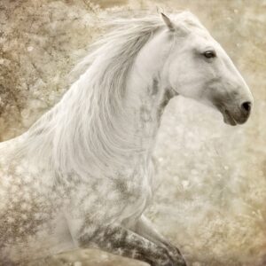 PRE Stallion at Liberty