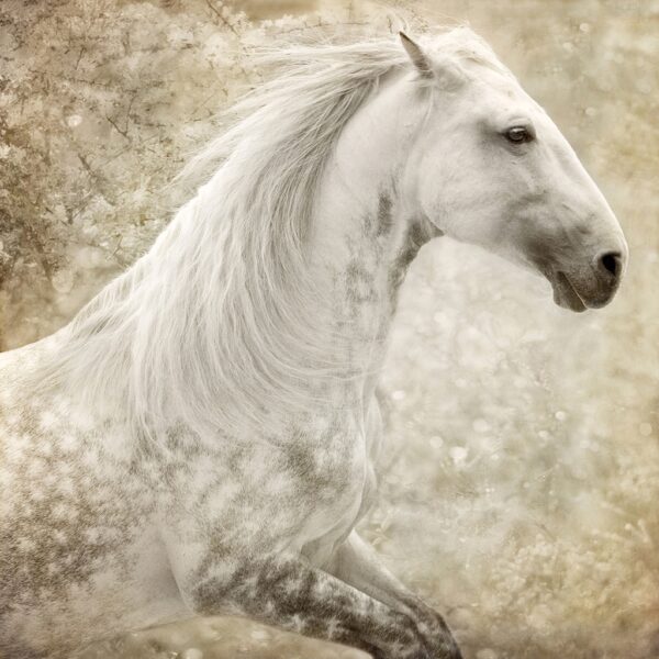 PRE Stallion at Liberty