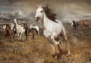 Return to Freedom
