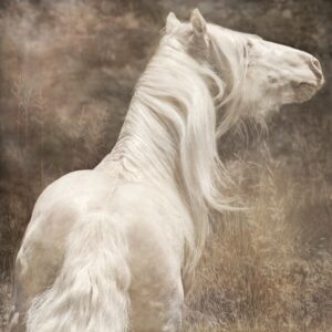 Gypsy Stallion at Liberty #2