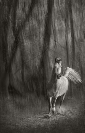 Marwari Stallion Among the Trees