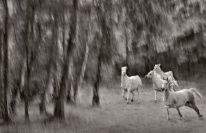 Four White Arabians
