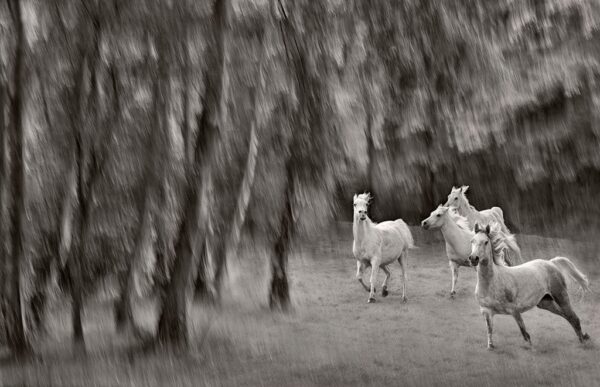 Four White Arabians