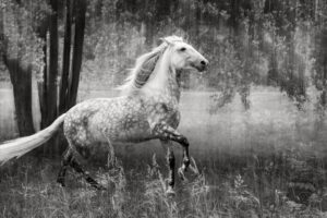 Dancing in the Meadow