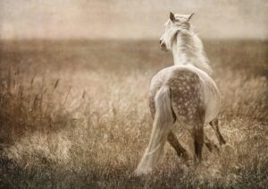 Joyful Interlude