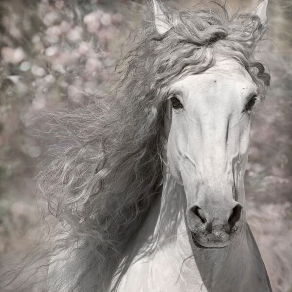 Lusitano at Liberty #3