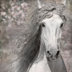 Lusitano at Liberty #3