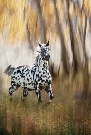 Among the Aspen Trees #2