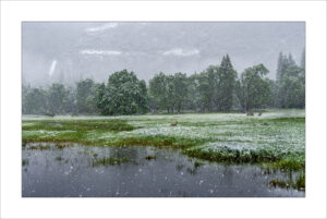 Alan Kuper - Deer in Snow at Cooks Meadow