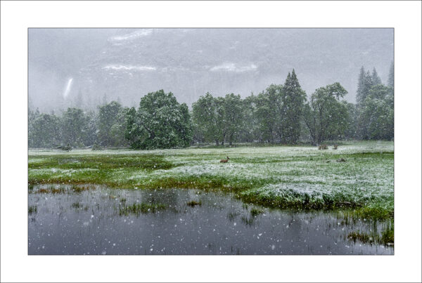 Alan Kuper - Deer in Snow at Cooks Meadow
