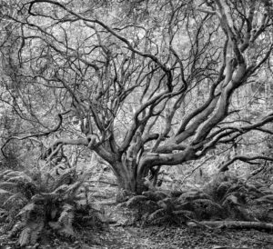Joy Nieslony - Reaching