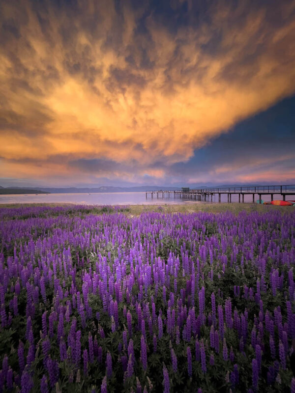 Emmanuel Madrid – Super Bloom