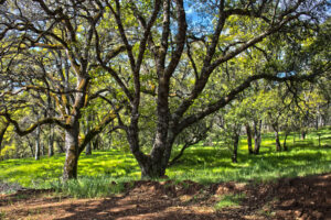 California Black Oak