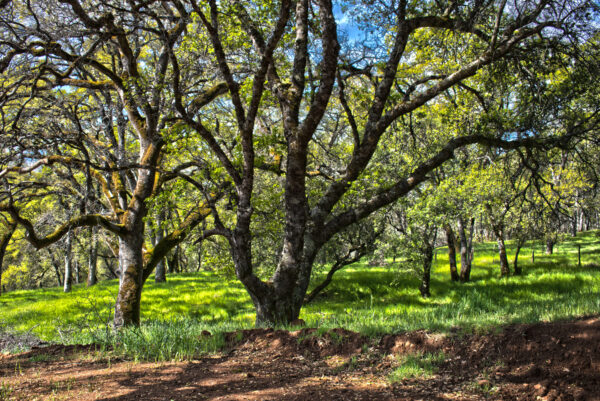 California Black Oak