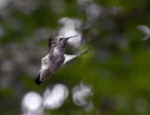 Mignon Stapleton – Gray Hummingbird