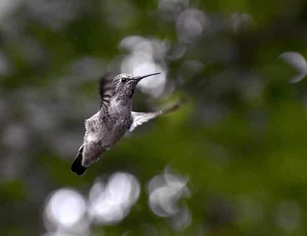 Mignon Stapleton – Gray Hummingbird