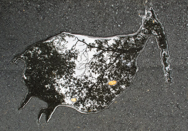 Toni Voelker - Animalic Puddle