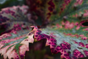 Nancy Brown-Pelley – Vitis