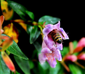 Ella Heringer – The Hungry Bee