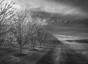 Almond Blossoms