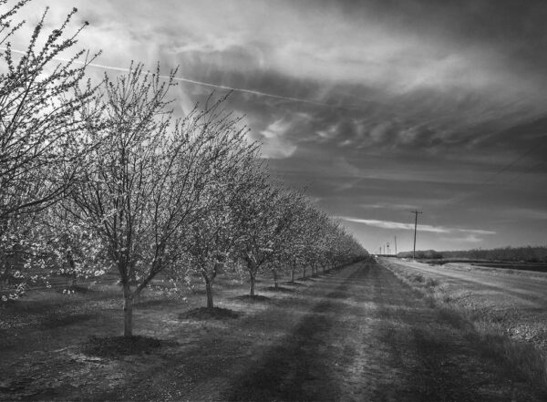 Almond Blossoms