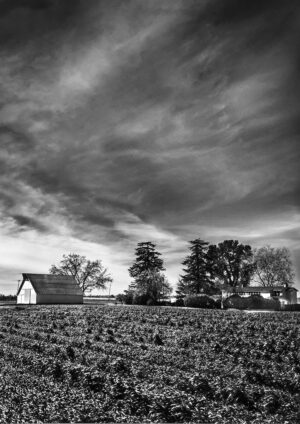 Barn and Field, Esparto