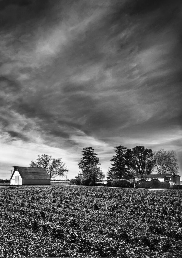 Barn and Field, Esparto