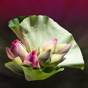 Bouquet of Flowers