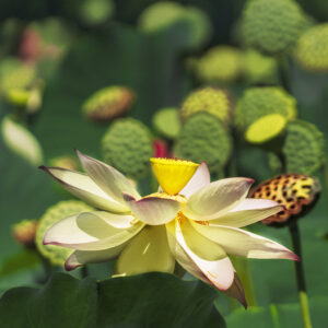 Celebrating the White Lotus