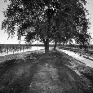 Flooded Oak, Grindstone Winery