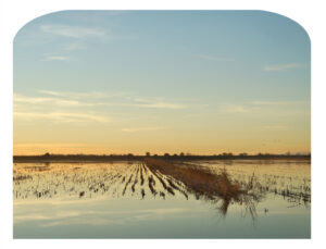 Flooded Field North Lamb Road