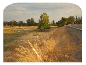 Levee Road and Cows