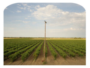 Pole and Field