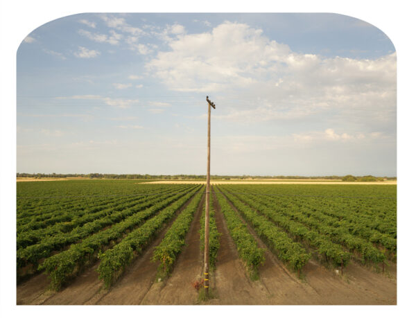 Pole and Field