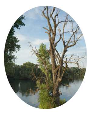 Tree along Sacramento River