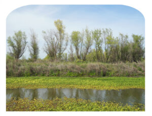 Water Hyacynth Yolo County Bypass