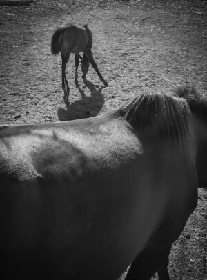 Mare and Colt