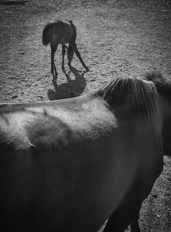 Mare and Colt
