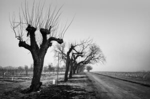 Pollarded Trees