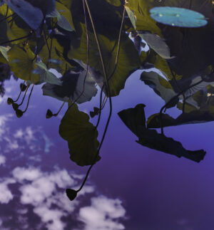 Purple Reflection
