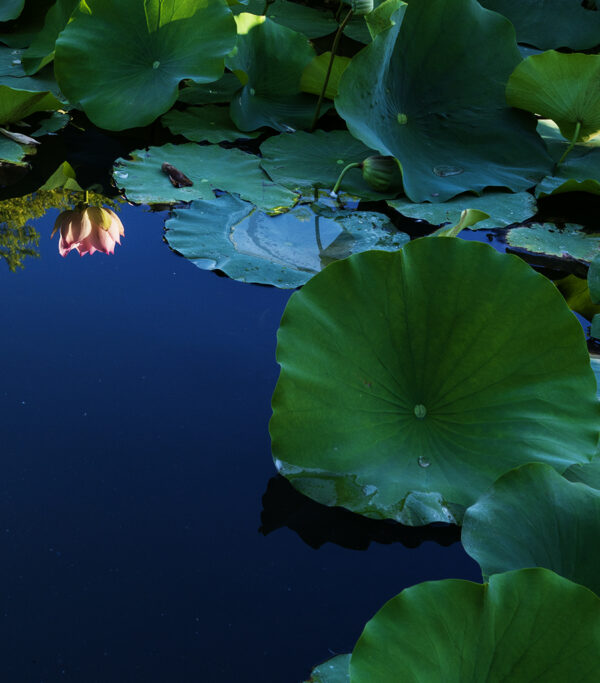 Reflection