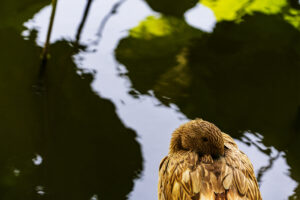 Resting Duck