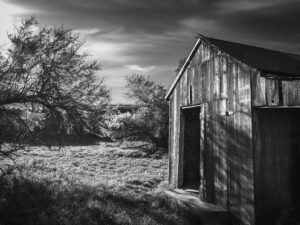 Shed and Blossoms