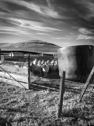 Sheep and Tank