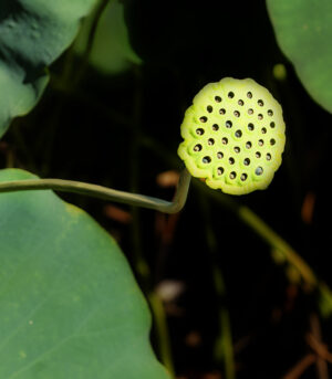 The Eyes of the Pod