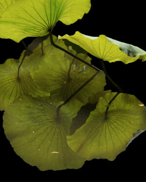 The Glass Reflection
