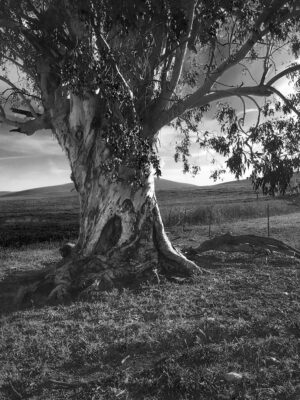 Twisted Tree