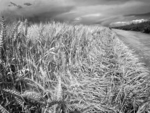 Wheat Wave