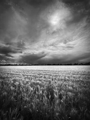 Winter Wheat and Spring Clouds