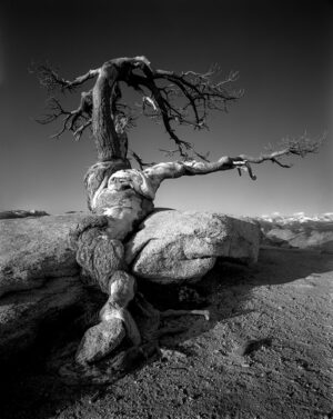 Reaching, Jeffrey Pine, Sentinel Dome, Yosemite, CA 1979